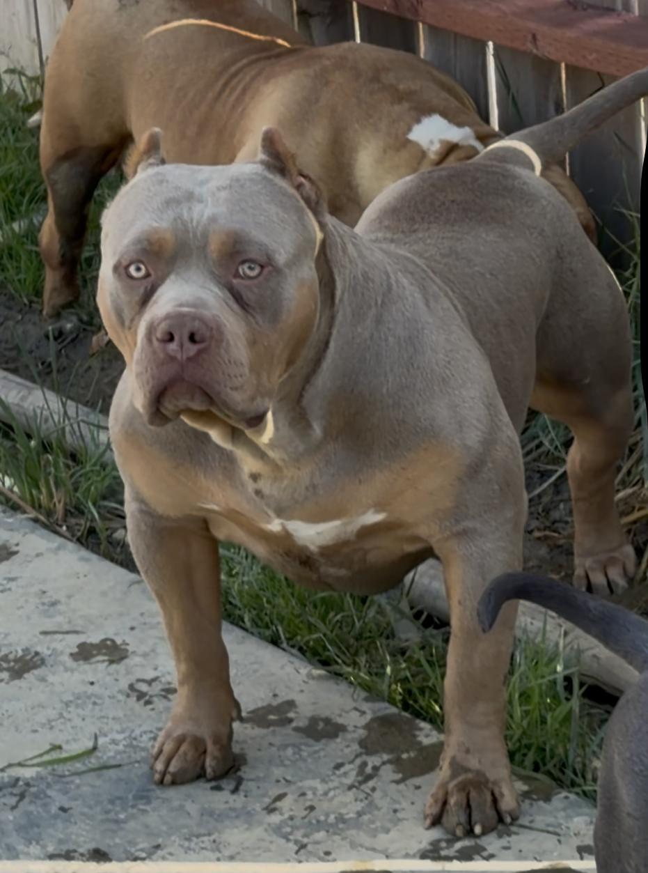 Dog Featured Image