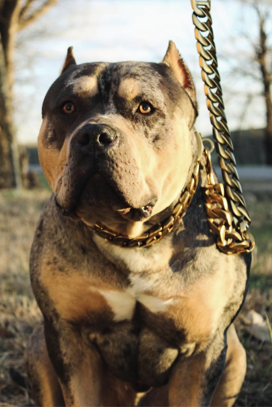 Dog Featured Image