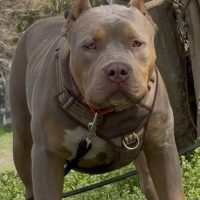 Sabo of JBK BULLYS