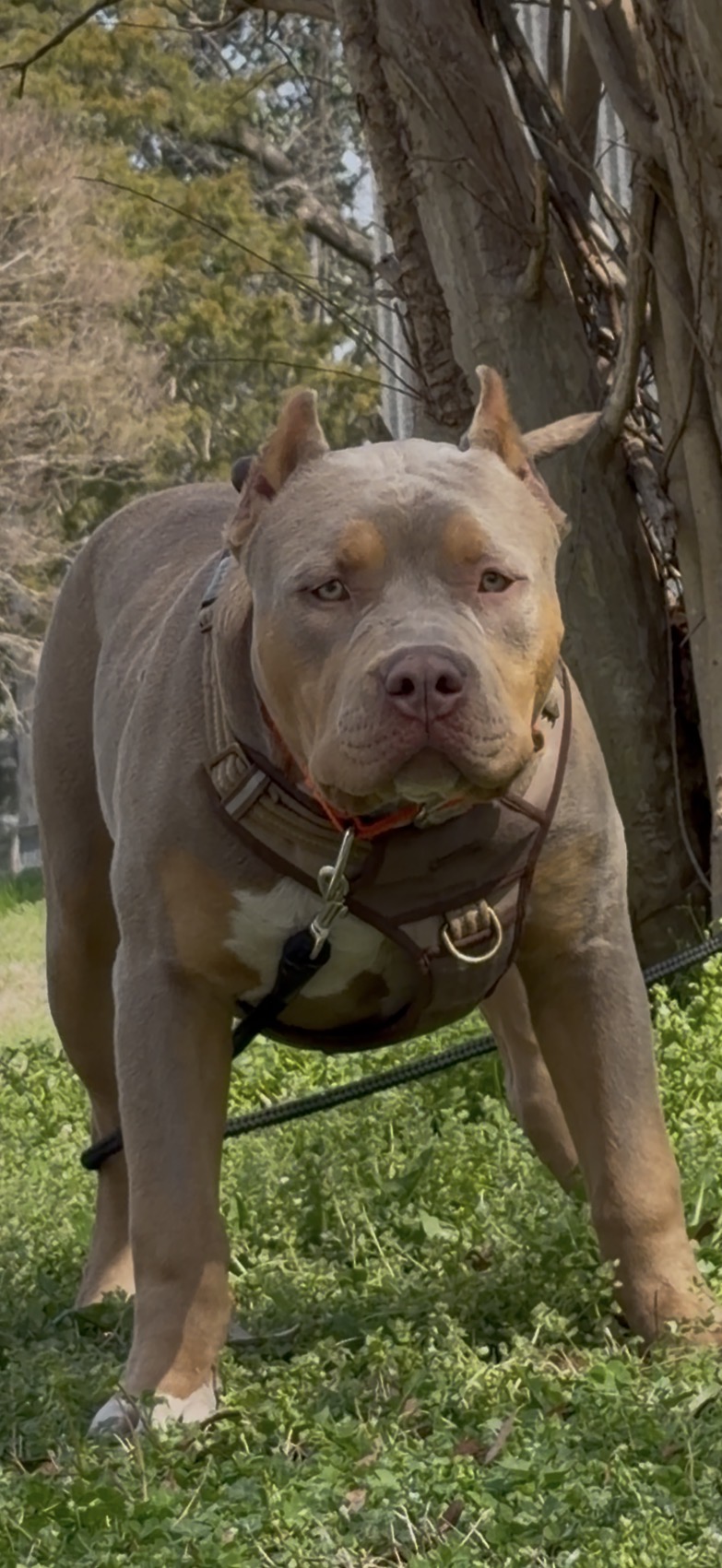 Dog Featured Image
