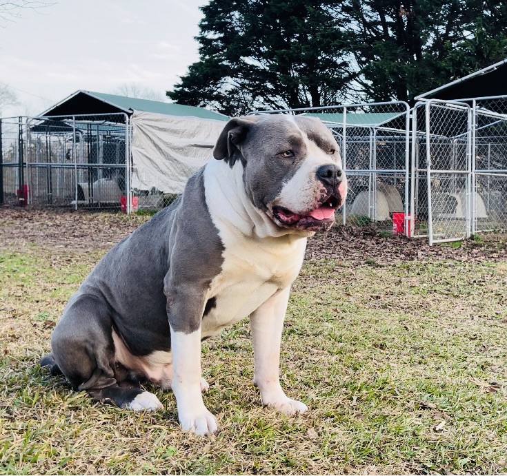 Dog Featured Image
