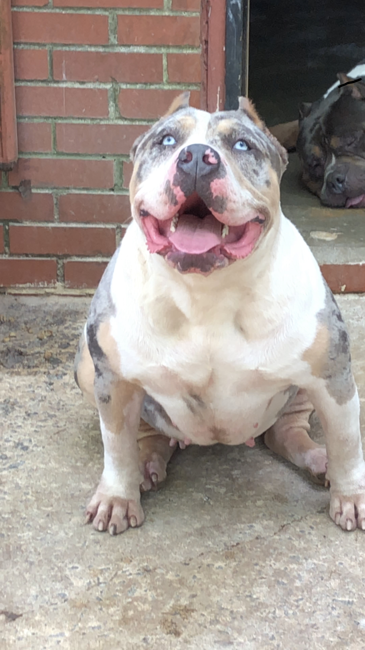 Dog Featured Image