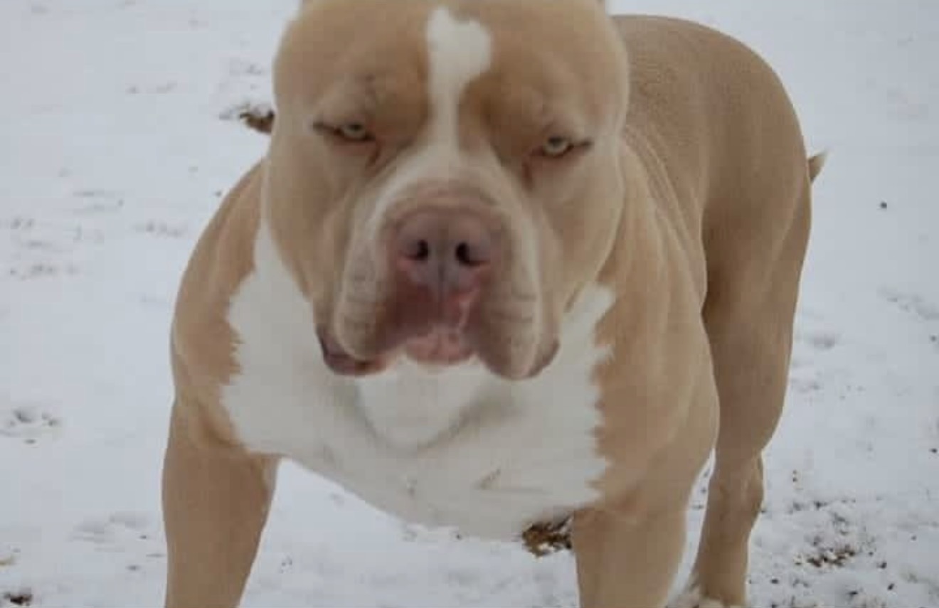 Dog Featured Image