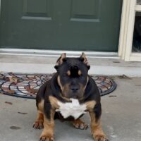 Top notch ocho