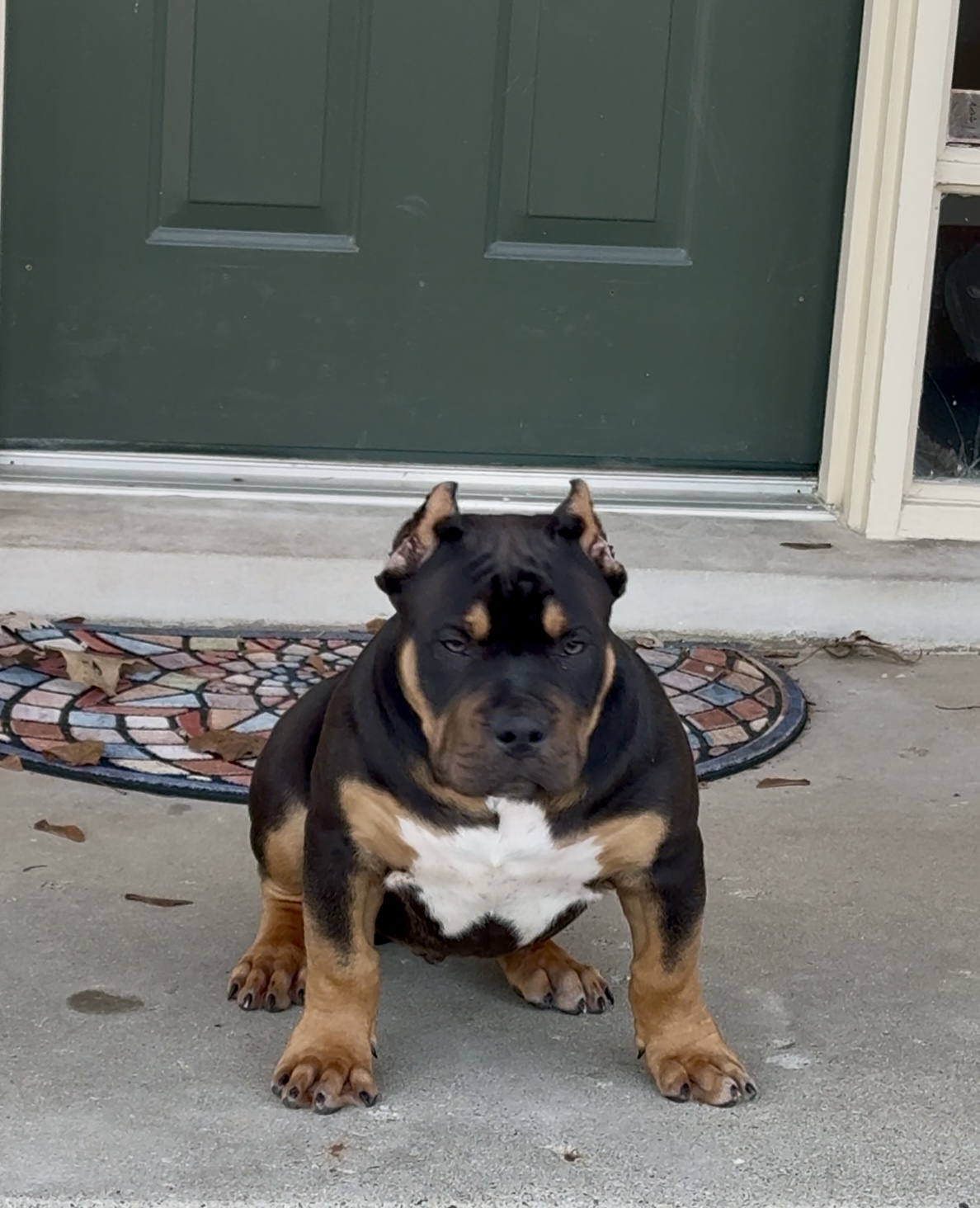 Dog Featured Image