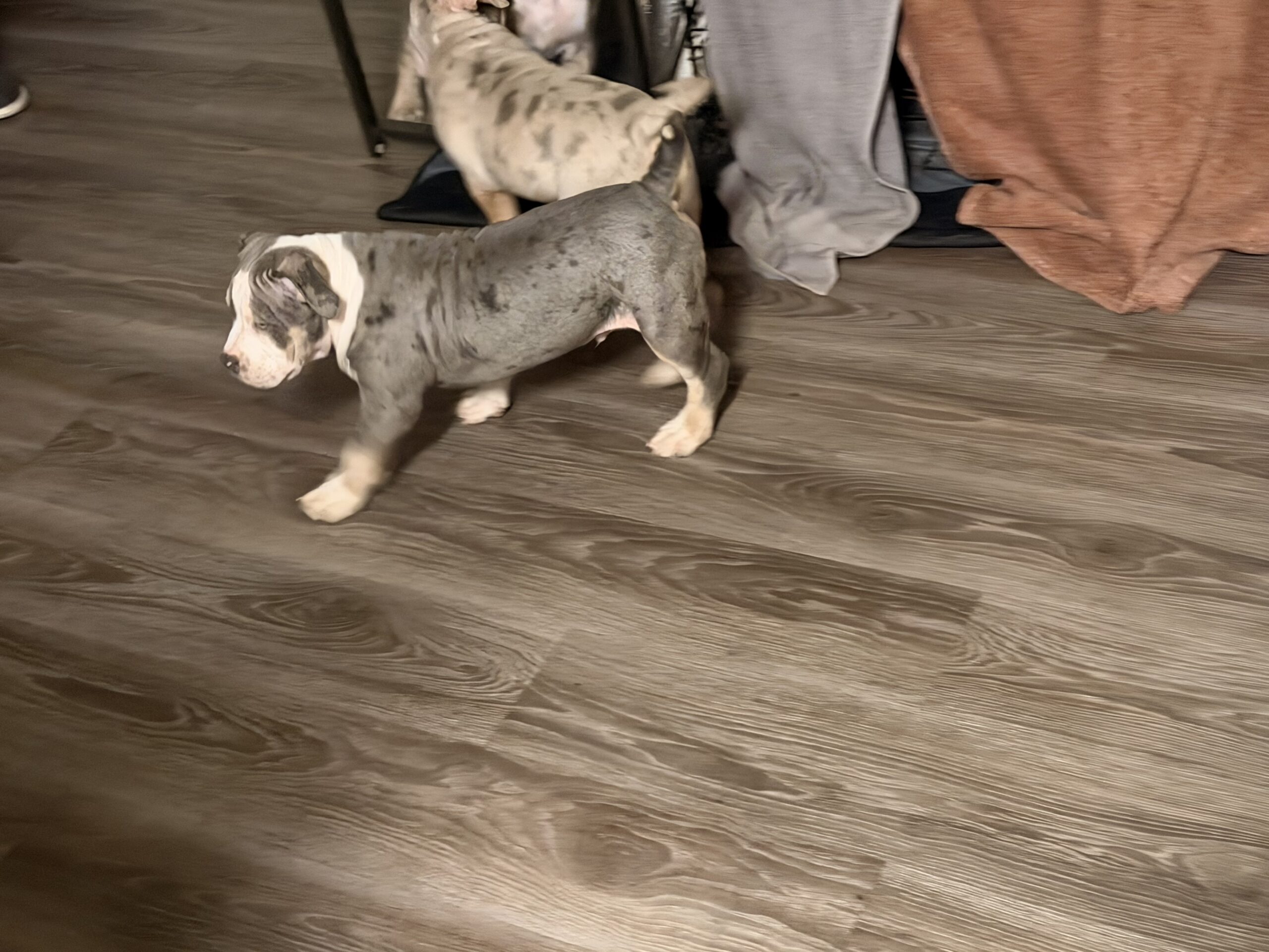 Dog Featured Image