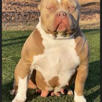 Ultimate bullies dream girl