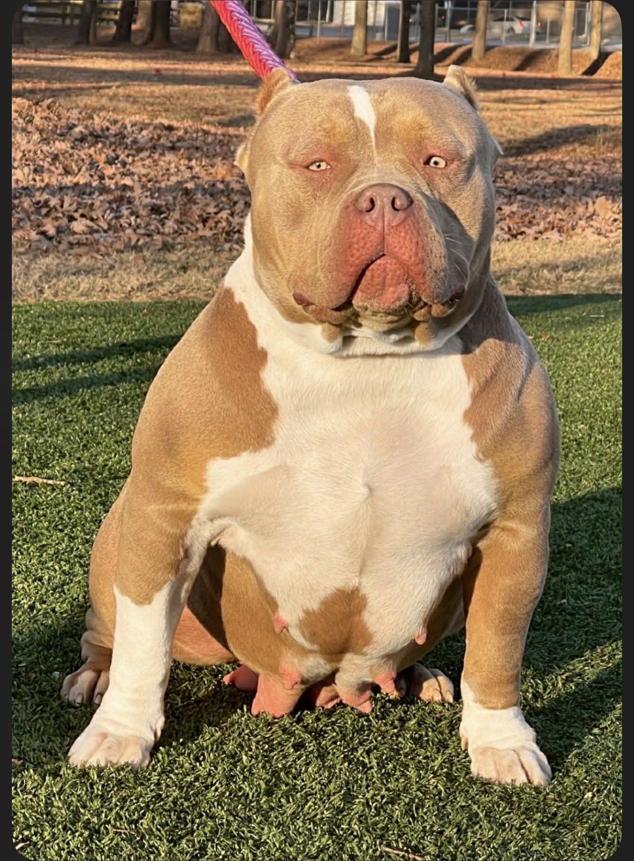 Dog Featured Image