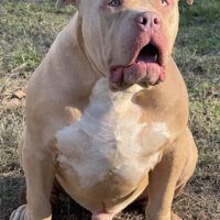 Ultimate bullies Rocky boy