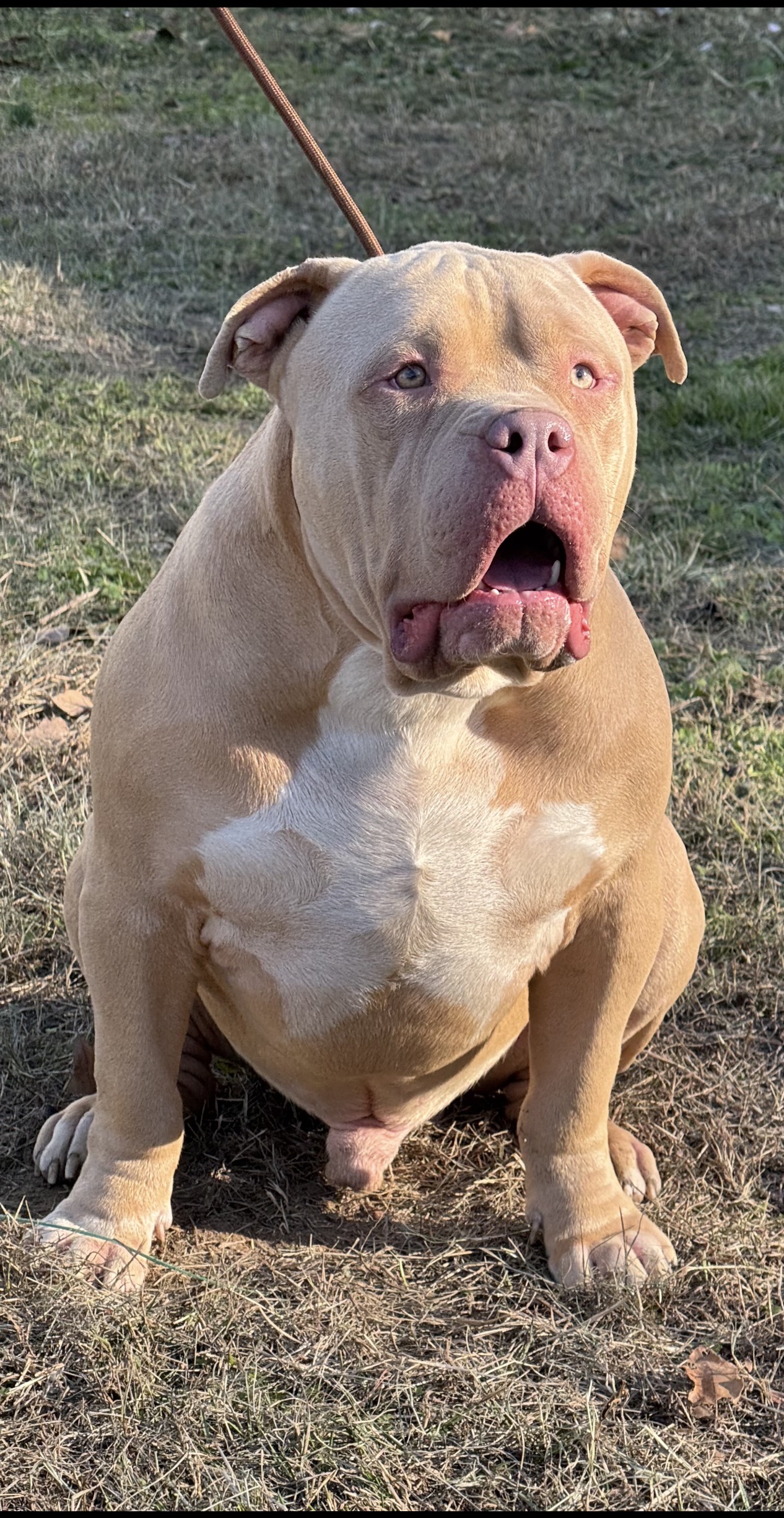 Dog Featured Image