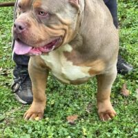Ultimate bullies The Beast