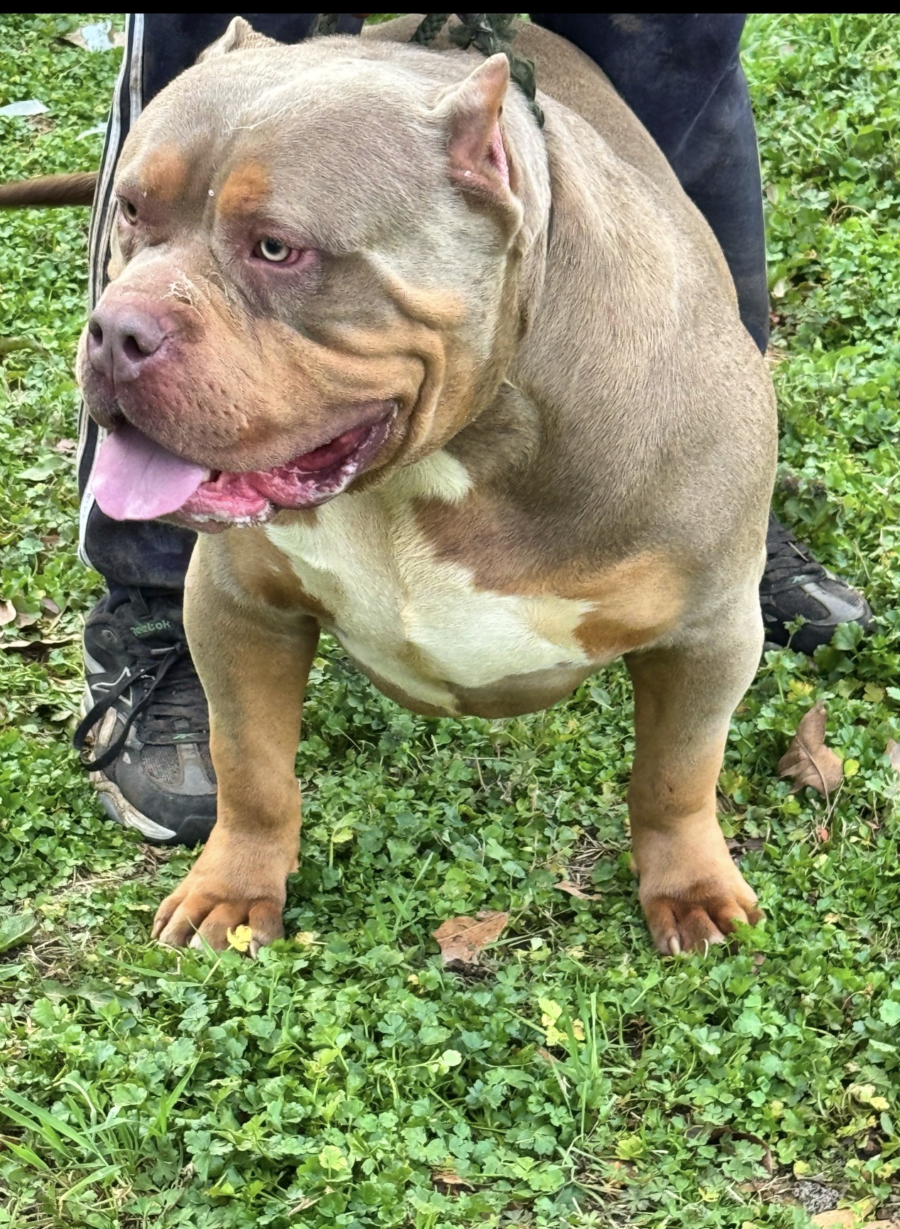 Dog Featured Image