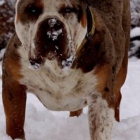 Bossys buck dog
