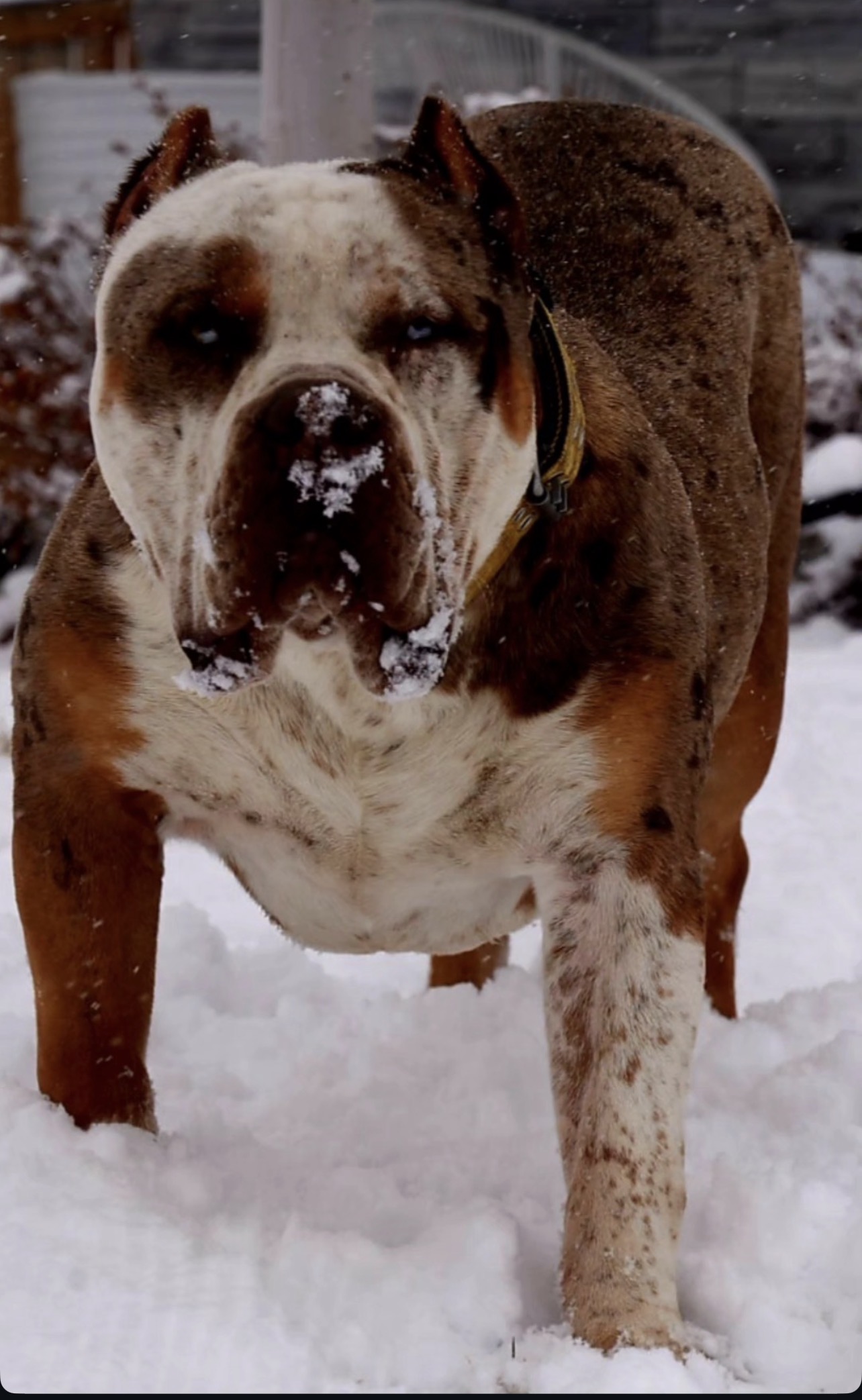 Dog Featured Image
