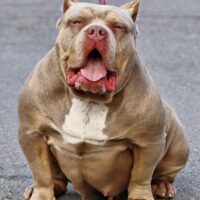 Ultimate bullies Meatball🥩🍖