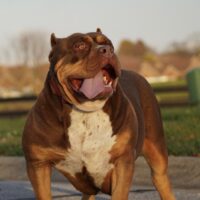 Ultimate bullies chocolate drop🍫