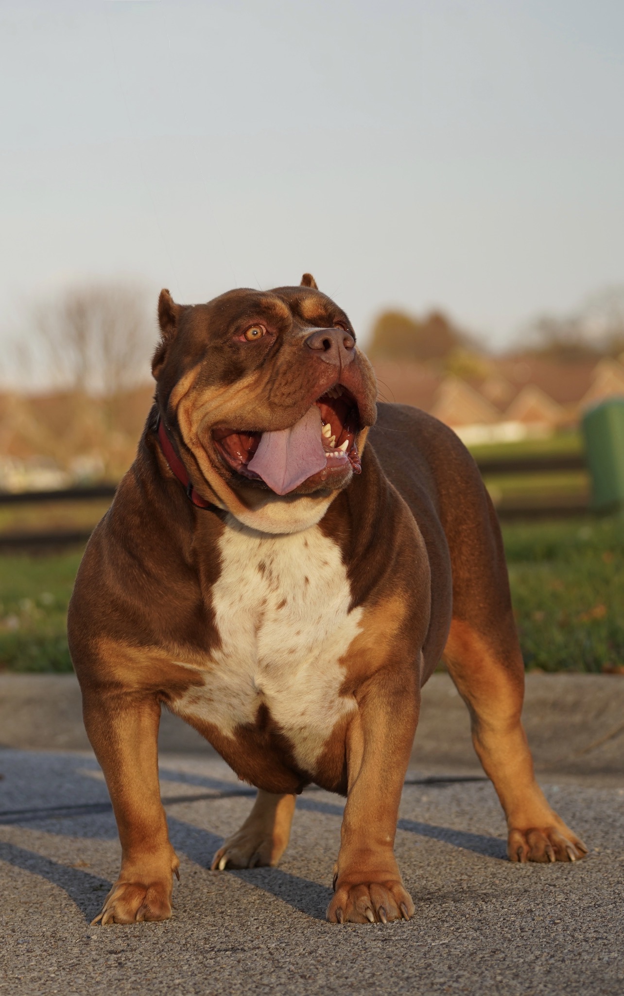 Dog Featured Image