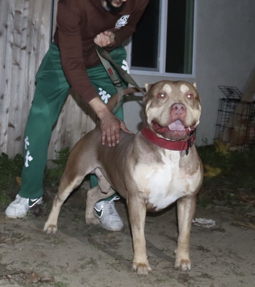 Dog Featured Image