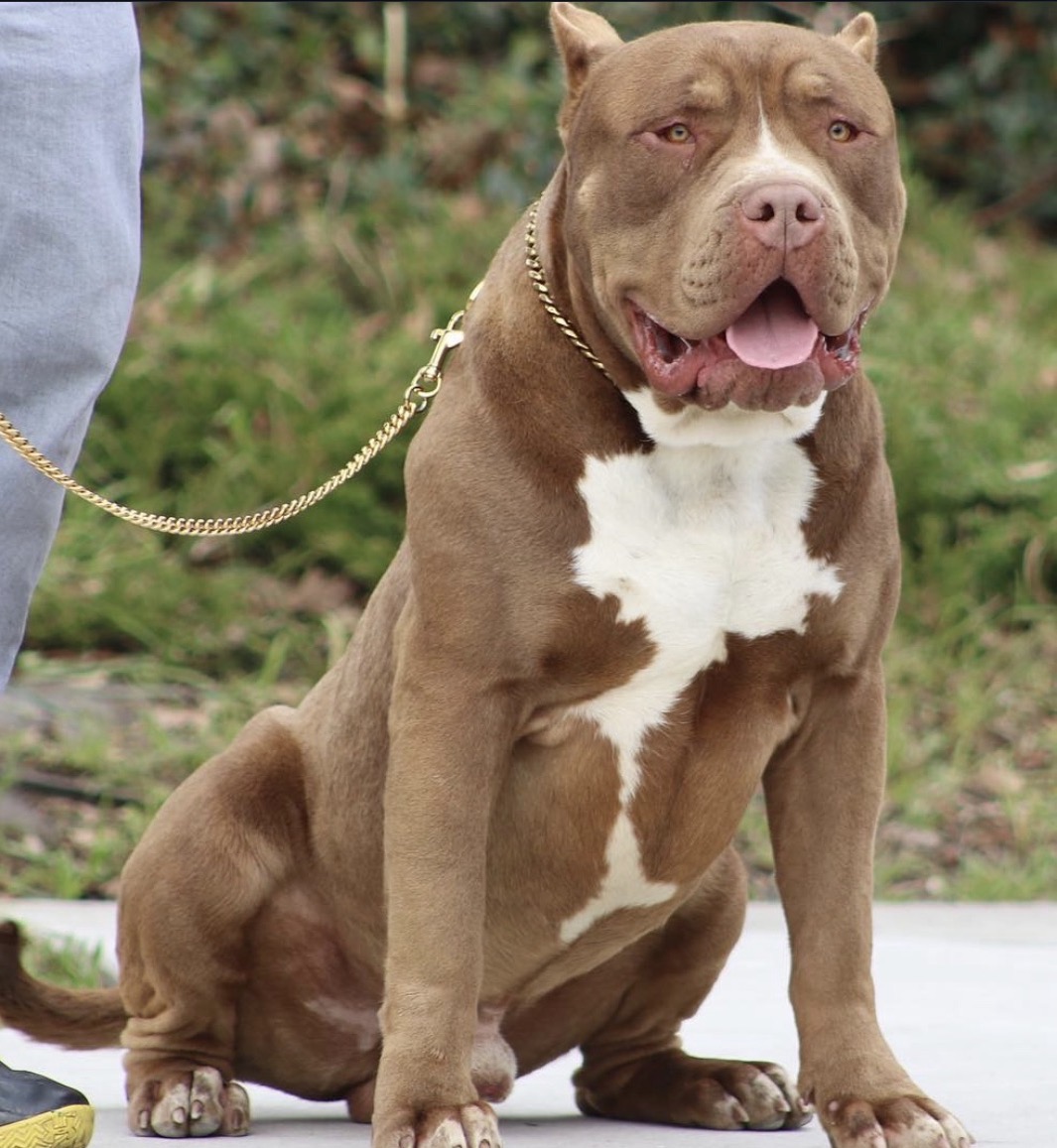 Dog Featured Image