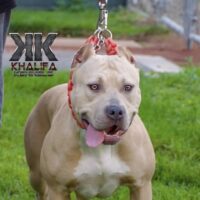 Chunky kennels candy