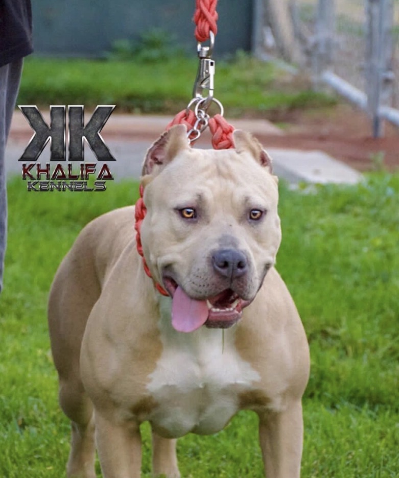 Dog Featured Image