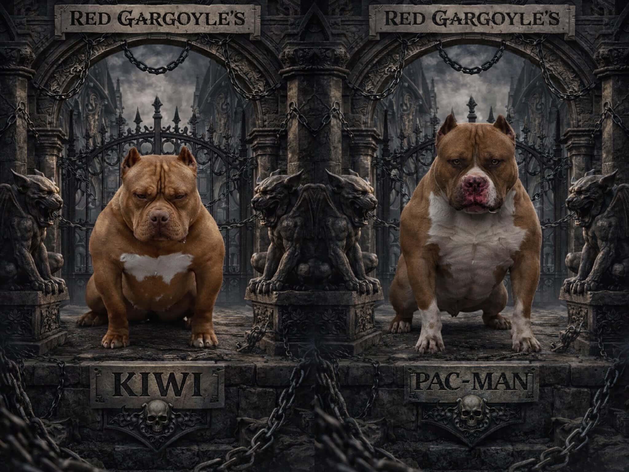 Dog Featured Image