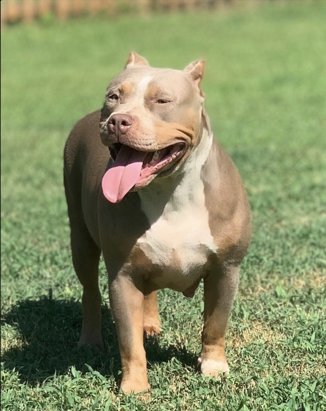 Dog Featured Image