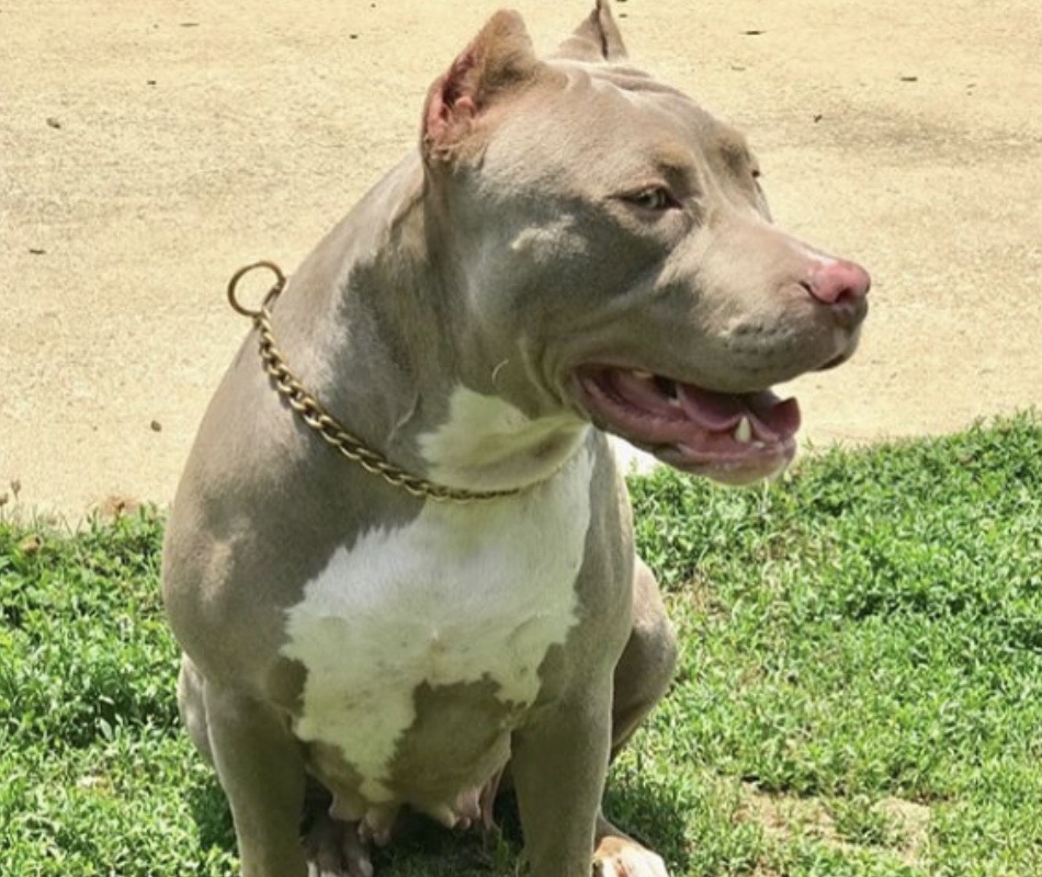 Dog Featured Image