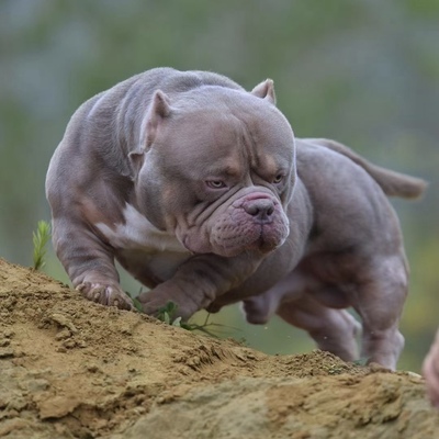 Dog Featured Image
