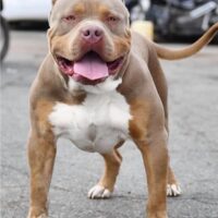 Ultimate bullies romeo boy
