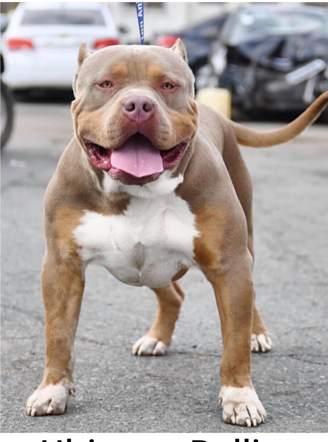 Dog Featured Image