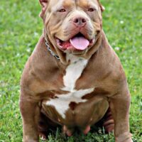 Ultimate bullies love Ugg🐞