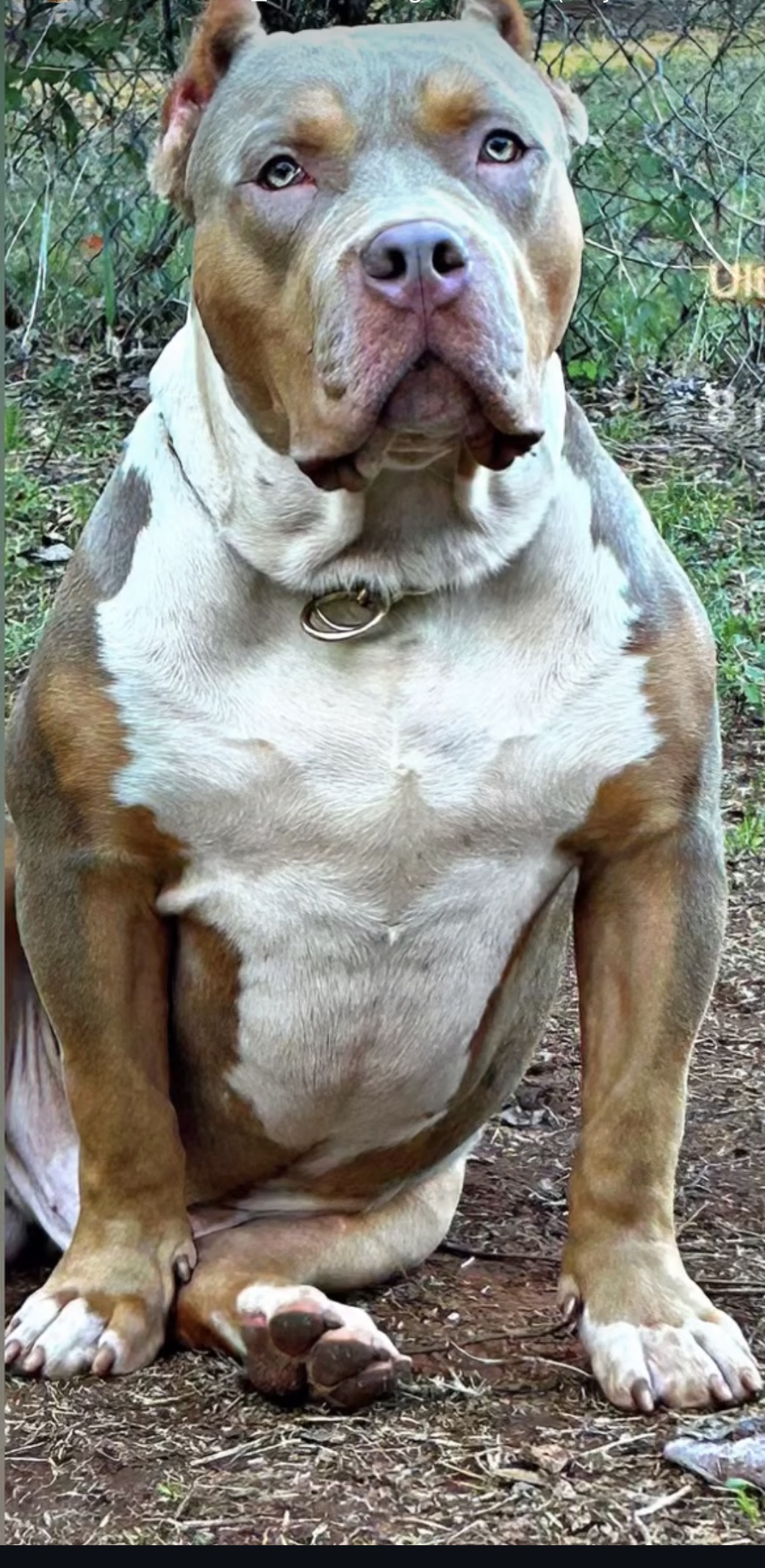 Dog Featured Image