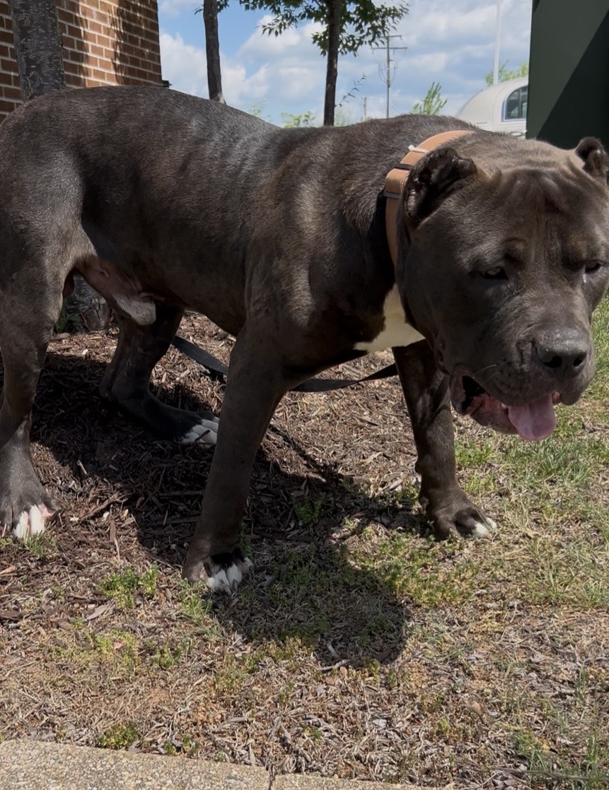 Dog Featured Image