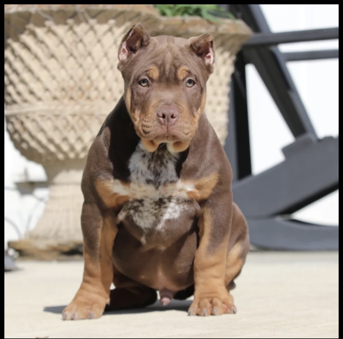 Dog Featured Image