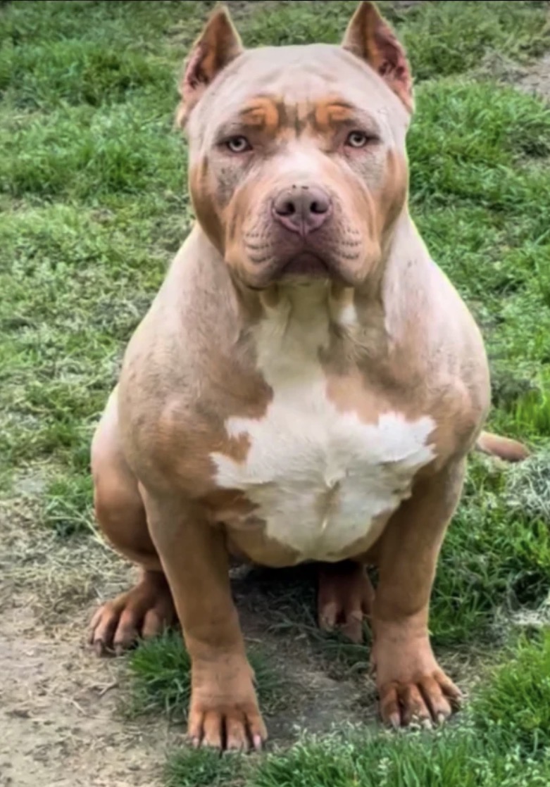 Dog Featured Image