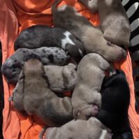 Gargantuan crunchy & DeLaCruz’s Cookie litter