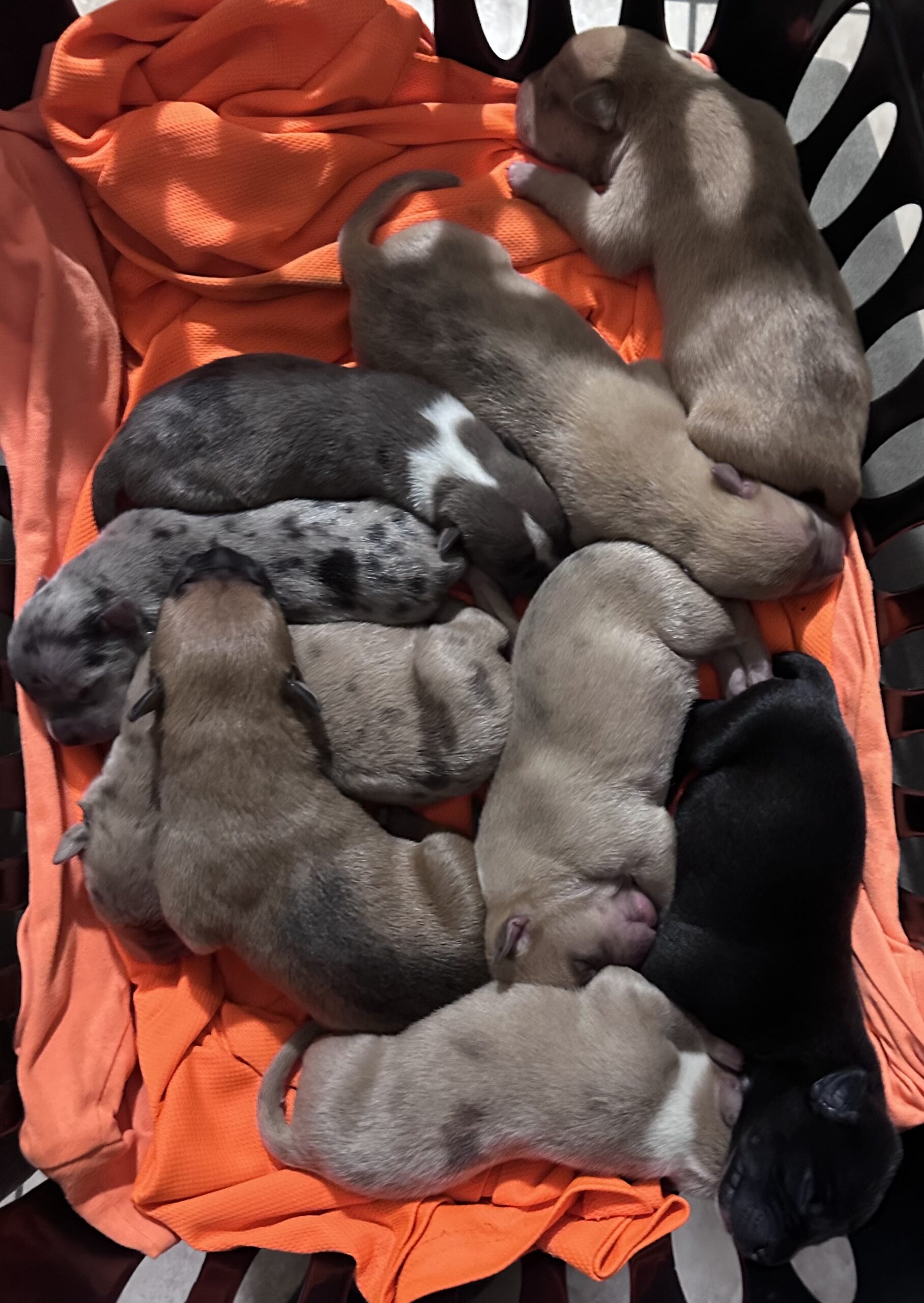 Dog Featured Image