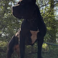 BAYOU BLOOD’S ELITE FIRST LADY