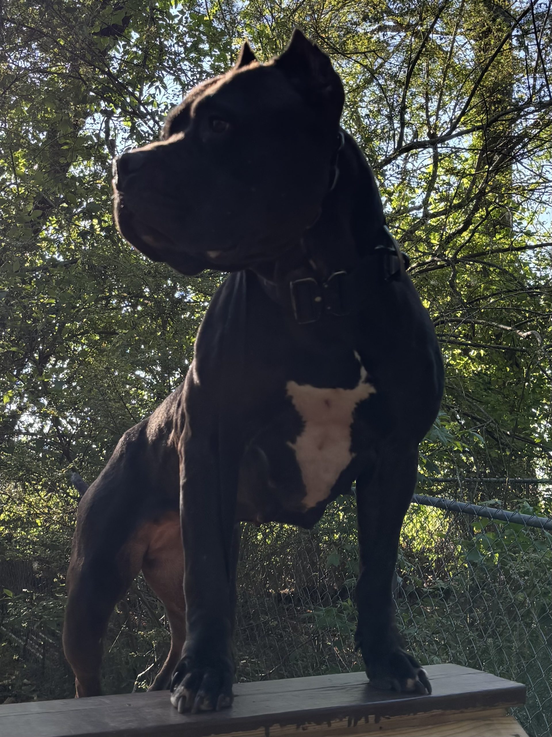 Dog Featured Image