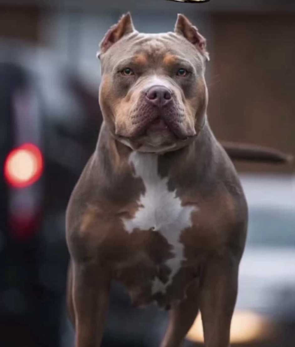 Dog Featured Image