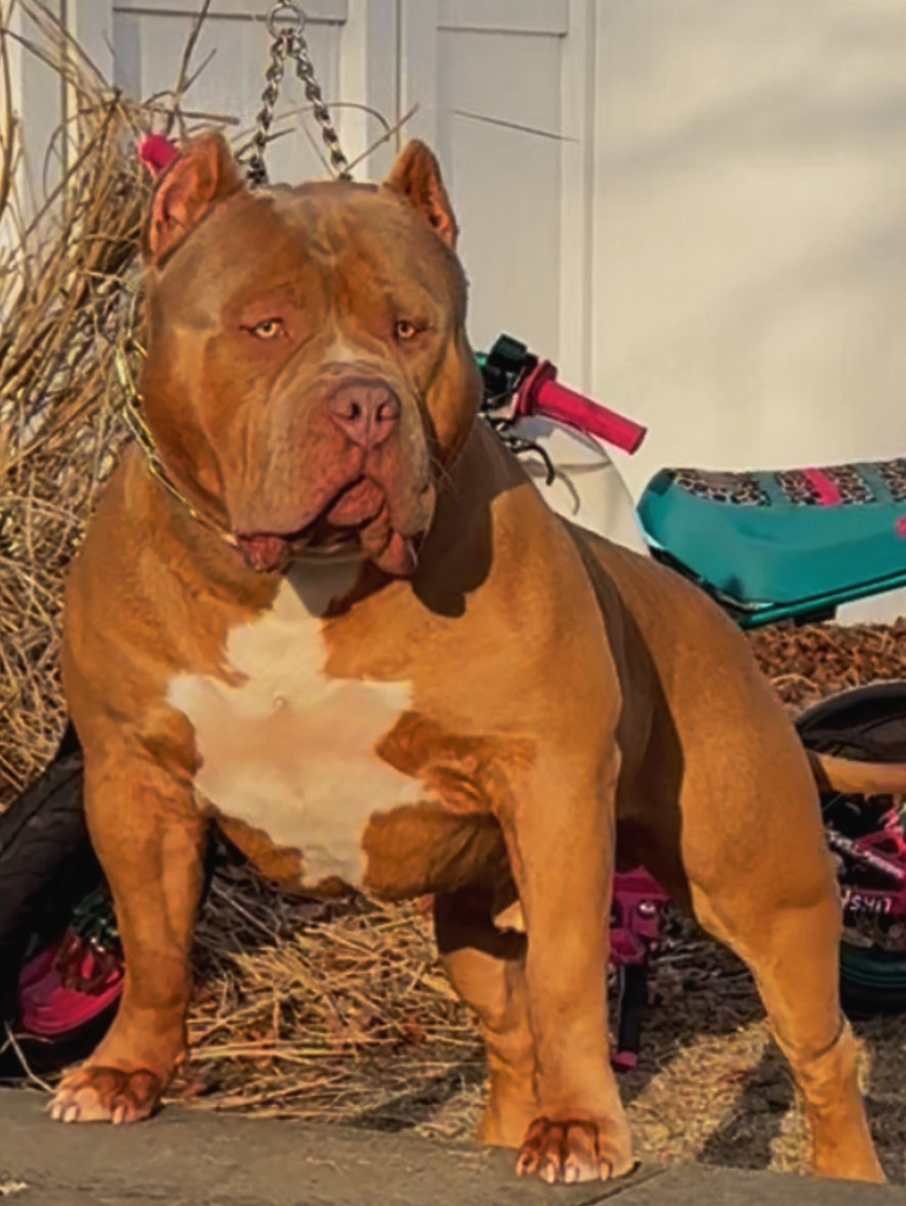 Dog Featured Image