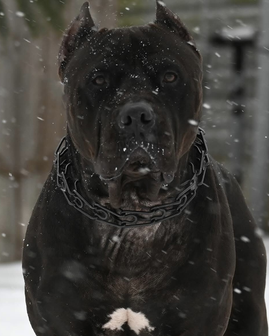 Dog Featured Image