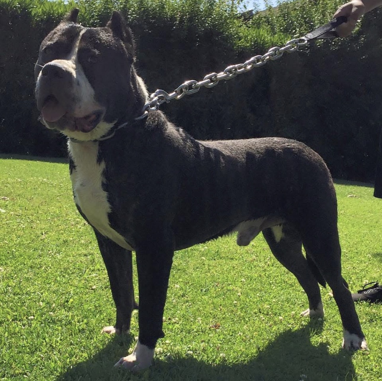 Dog Featured Image