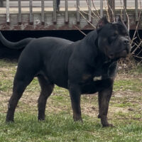 GHB ONYX