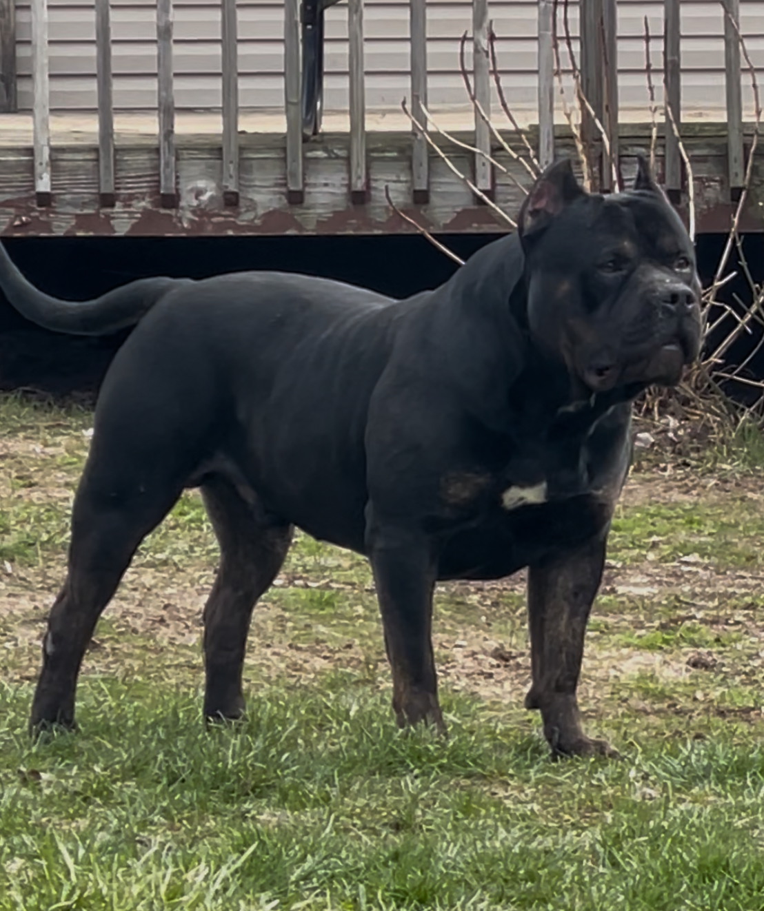 Dog Featured Image