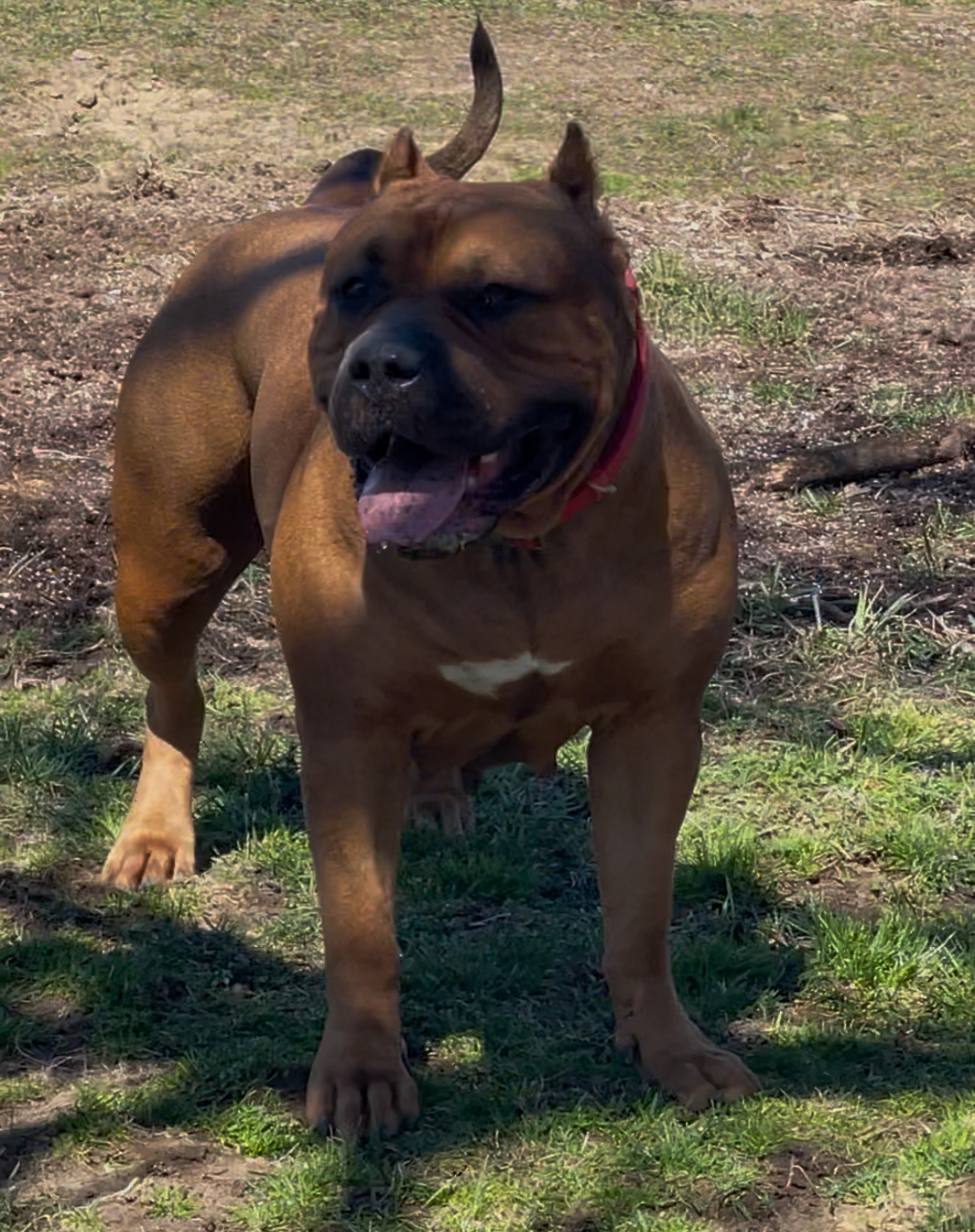 Dog Featured Image