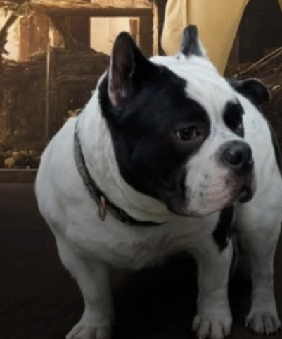 Dog Featured Image