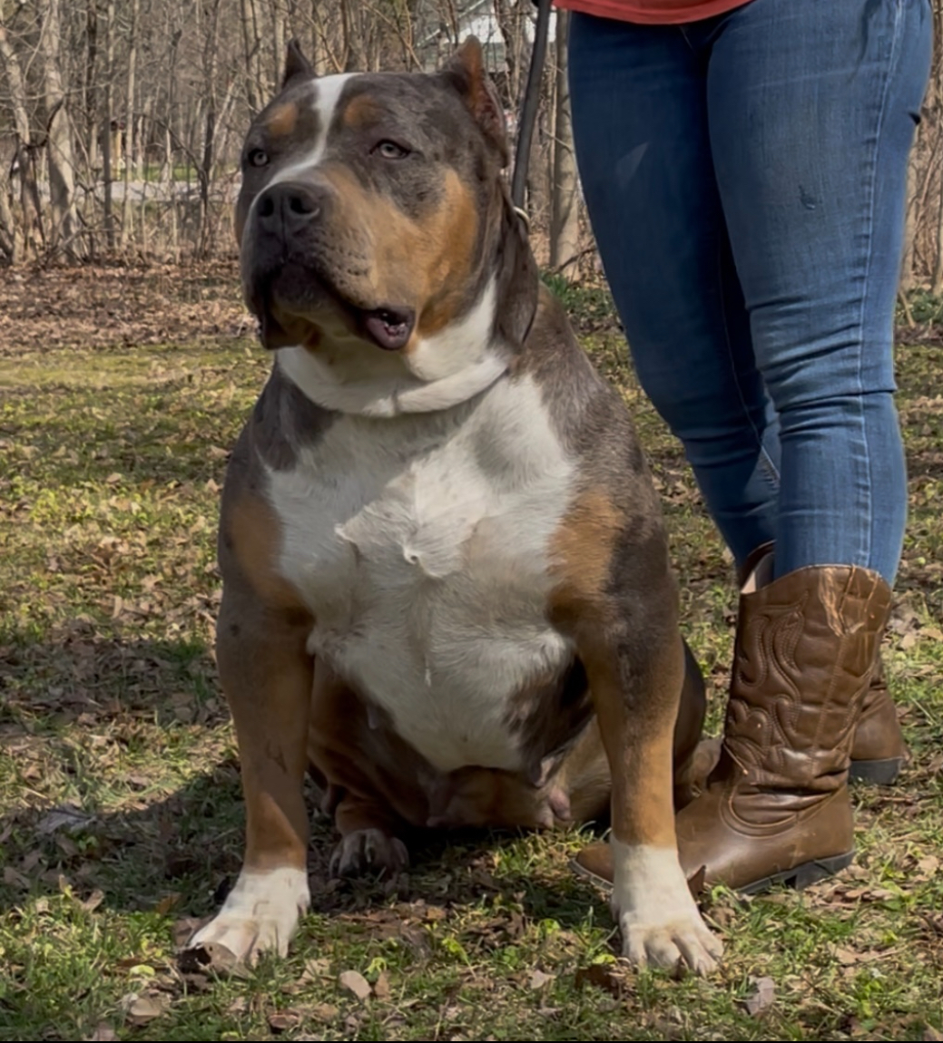 Dog Featured Image