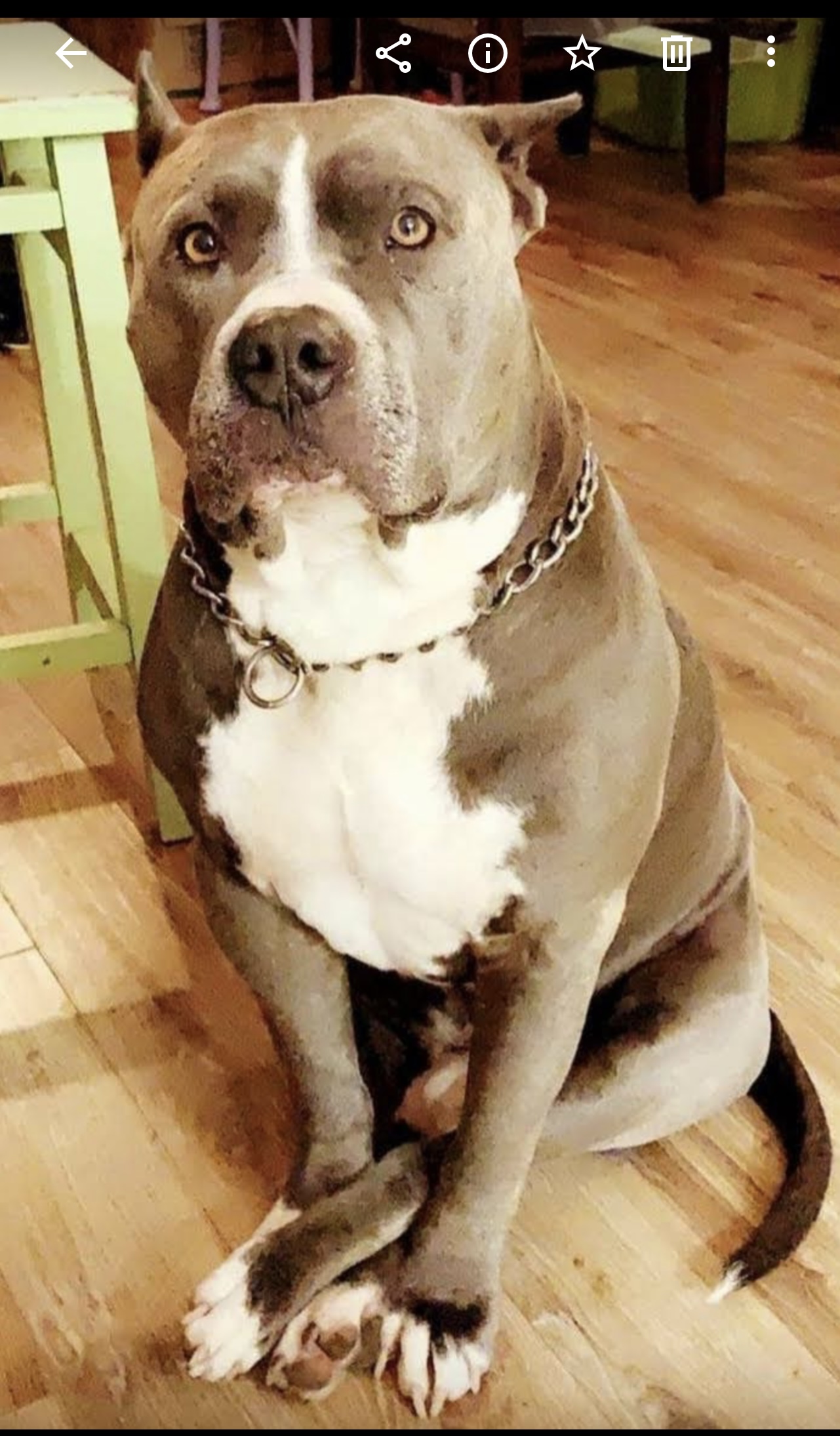 Dog Featured Image